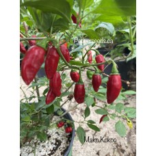 Mako Kokoo Pepper Seeds Mako Kokoo Pepper Seeds