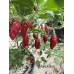 Mako Kokoo Pepper Seeds Mako Kokoo Pepper Seeds