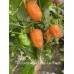7-Pot Bubble Gum x Bhut Jami Peach Pepper Seeds
