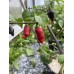 Mako Kokoo Purple Pepper Seeds 