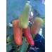 Floral Gem Pepper Seeds Floral Gem Pepper Seeds