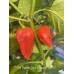 7-Pot Bubble Gum x Naga Red NC Pepper Seeds 