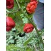 Scotch Bonnet Sweet Moruga Brown Pepper seeds 