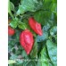 7-Pot Bubble Gum x Apricot Scorpion Pepper Seeds 7-Pot Bubble Gum x Apricot Scorpion Pepper Seeds
