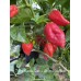 7-Pot Bubble Gum x Apricot Scorpion Pepper Seeds 7-Pot Bubble Gum x Apricot Scorpion Pepper Seeds