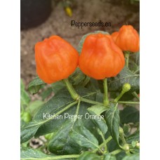 Kitchen Pepper Orange Pepper Seeds 