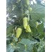 Floral Gem Pepper Seeds Floral Gem Pepper Seeds