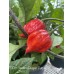 7-Pot Carolina Reaper Purple Pepper Seeds 