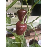 Rocoto Chocolate Pepper Seeds