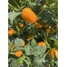Carrot Bomb Pepper Seeds