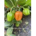 7-Pot Bubble Gum x Bhut Jami Peach Pepper Seeds