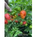 Brazilian Moruga Red Pepper Seeds Brazilian Moruga Red Pepper Seeds