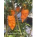 Carolina Reaper Orange Long Pepper Seeds Carolina Reaper Orange Long Pepper Seeds