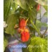 7-Pot Bubble Gum x Naga Red NC Pepper Seeds 