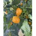 Carrot Bomb Pepper Seeds