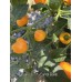 Carrot Bomb Pepper Seeds