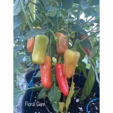 Floral Gem Pepper Seeds 