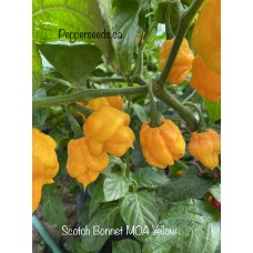 Scotch Bonnet MOA Yellow