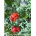 Scotch Bonnet Sweet Moruga Brown Pepper seeds 