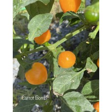 Carrot Bomb Pepper Seeds