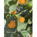 Carrot Bomb Pepper Seeds