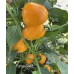 Carrot Bomb Pepper Seeds
