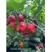 Brazilian Moruga Red Pepper Seeds Brazilian Moruga Red Pepper Seeds