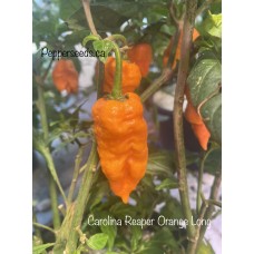 Carolina Reaper Orange Long Pepper Seeds Carolina Reaper Orange Long Pepper Seeds