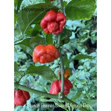 Scotch Bonnet Sweet Moruga Brown Pepper seeds 