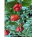 Scotch Bonnet Sweet Moruga Brown Pepper seeds 