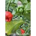 Scotch Bonnet Sweet Moruga Brown Pepper seeds 