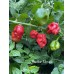 Brazilian Moruga Red Pepper Seeds Brazilian Moruga Red Pepper Seeds