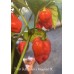 7-Pot Bubble Gum x Naga Red NC Pepper Seeds 