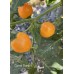 Carrot Bomb Pepper Seeds