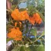 Carolina Reaper Orange Long Pepper Seeds Carolina Reaper Orange Long Pepper Seeds