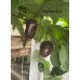 Rocoto Chocolate Pepper Seeds