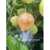 Sugar Rush Peach Hybrid Pepper Seeds 