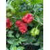 Brazilian Moruga Red Pepper Seeds Brazilian Moruga Red Pepper Seeds