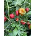 Brazilian Moruga Red Pepper Seeds Brazilian Moruga Red Pepper Seeds