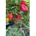 7-Pot Bubble Gum x Apricot Scorpion Pepper Seeds 7-Pot Bubble Gum x Apricot Scorpion Pepper Seeds