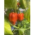 7-Pot Bubble Gum x Naga Red NC Pepper Seeds 