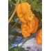 Carolina Reaper Orange Long Pepper Seeds Carolina Reaper Orange Long Pepper Seeds