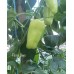 Floral Gem Pepper Seeds Floral Gem Pepper Seeds
