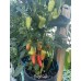 Floral Gem Pepper Seeds Floral Gem Pepper Seeds