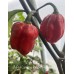 7-Pot Carolina Reaper Purple Pepper Seeds 