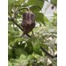 7-Pot Carolina Reaper Purple Pepper Seeds 