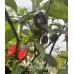 7-Pot Carolina Reaper Purple Pepper Seeds 