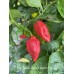 7-Pot Bubble Gum x Apricot Scorpion Pepper Seeds 7-Pot Bubble Gum x Apricot Scorpion Pepper Seeds