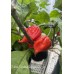 7-Pot Carolina Reaper Purple Pepper Seeds 