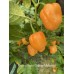 Rogers Giant Orange Habanero Pepper Seeds